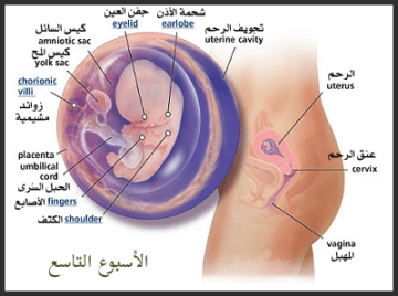 مراحل نمو الجنين بالصور ملف كامل عن الحمل و الولادة