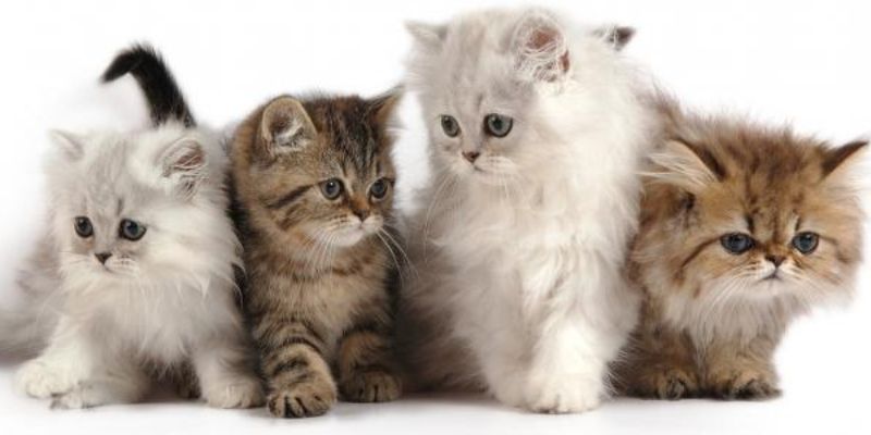 أشهر انواع القطط الشيرازي