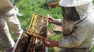 تربية النحل 2