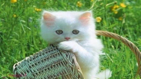 صور قطط كيوت اجمل القطط في العالم