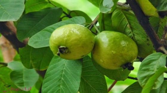 فوائد ورق الجوافة